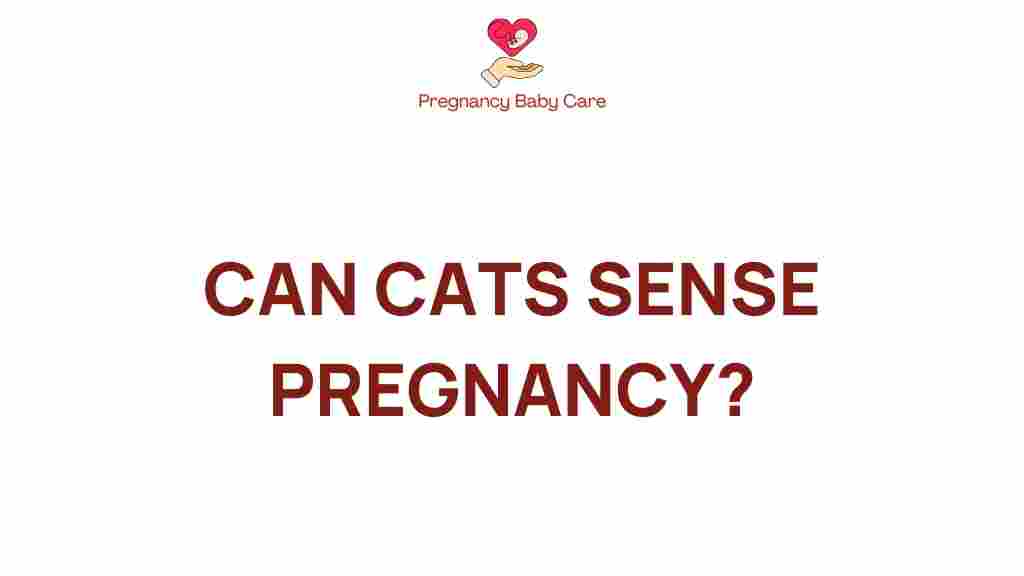 can-cats-sense-pregnancy