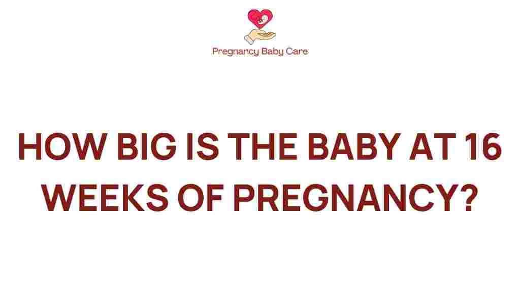 baby-size-16-weeks-pregnancy